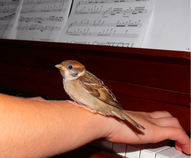 Moteur de recherche YMusic, image - partition de musique, piano et oiseau